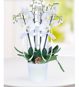 4 dal beyaz orkide
